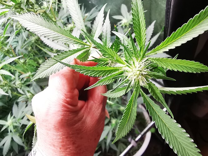 IMG_20240702_204803