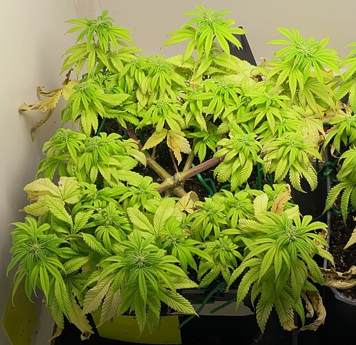 Growreport Bild 25