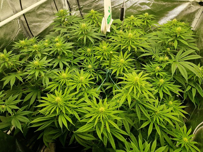 Growreport Bild 8