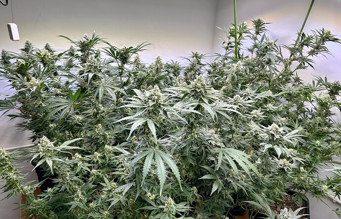 Growreport Bild 1
