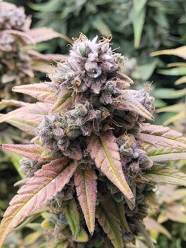 Growreport Bild 2