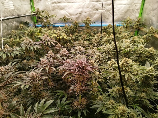 Growreport Bild 32