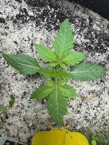 Growreport Bild 6