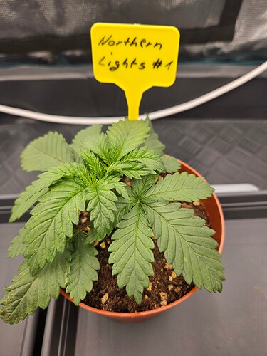 Growreport Bild 46