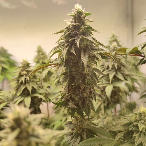 Growreport Bild 5