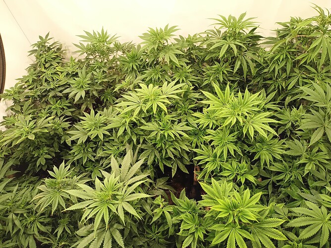 Growreport Bild 11