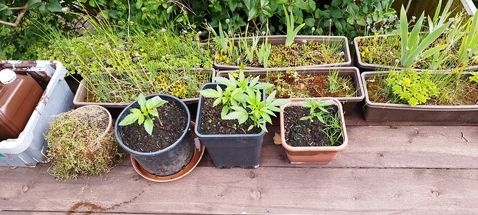 Growreport Bild 3