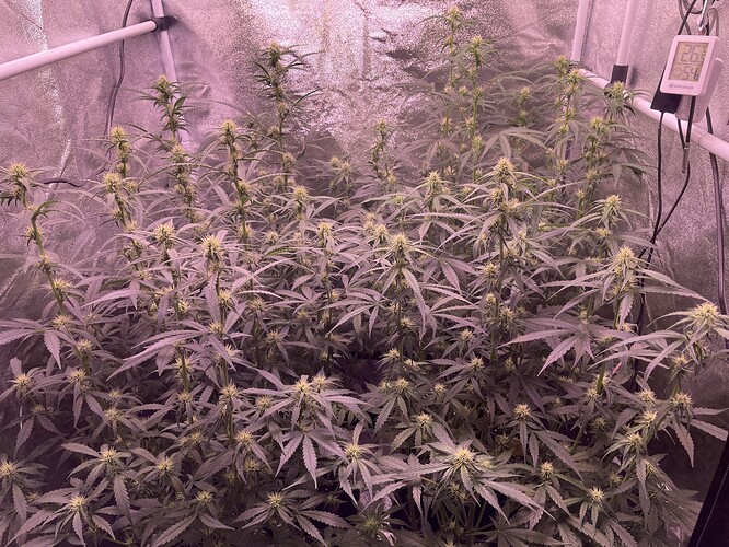 Growreport Bild 4