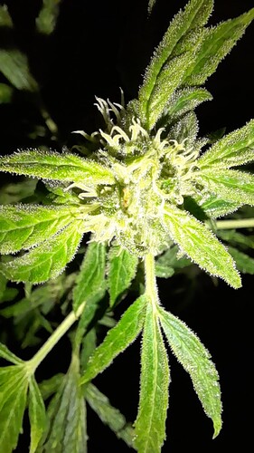 Growreport Bild 30