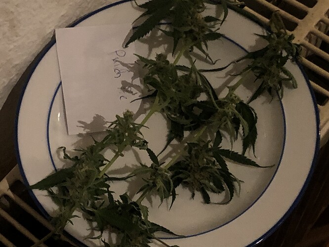 Growreport Bild 1