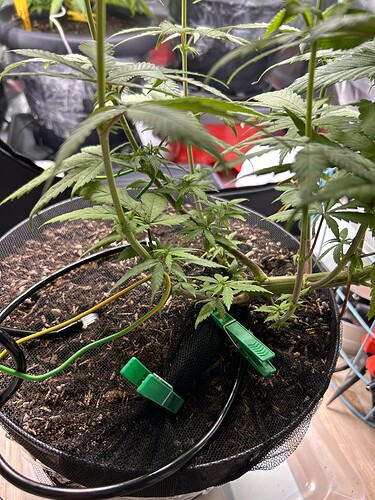 Growreport Bild 2