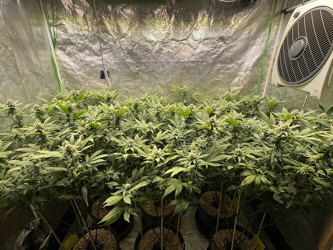 Growreport Bild 3