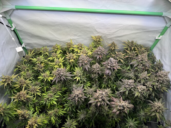Growreport Bild 38