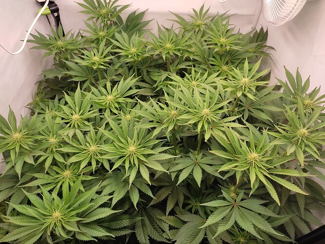 Growreport Bild 20