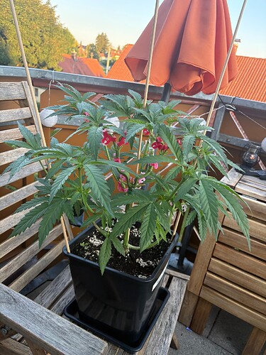 Foto 19.07.25, 06 14 34