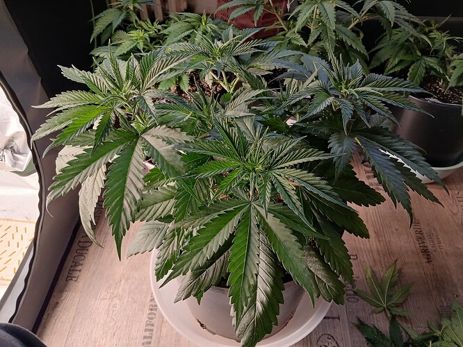Growreport Bild 12