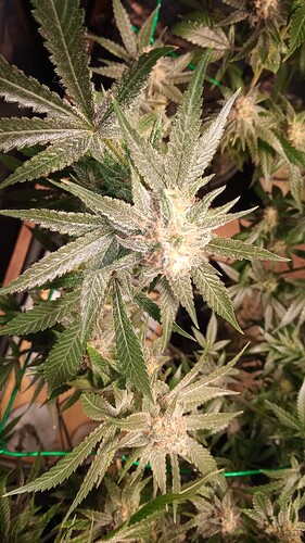 Growreport Bild 4