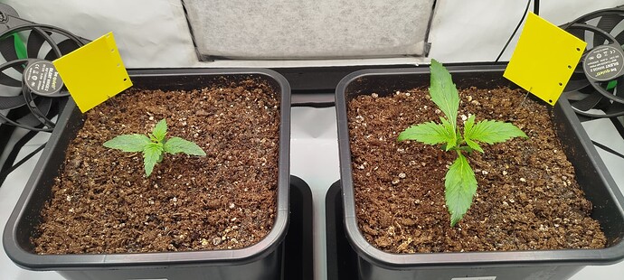 Growreport Bild 6