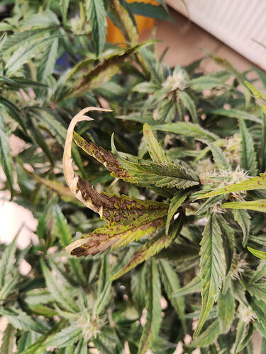 Growreport Bild 5