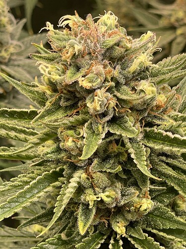 Growreport Bild 4