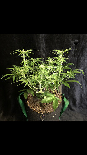 Growreport Bild 2