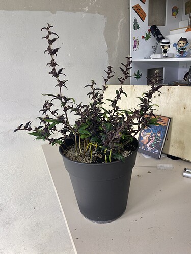 Growreport Bild 20