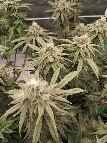 Growreport Bild 12
