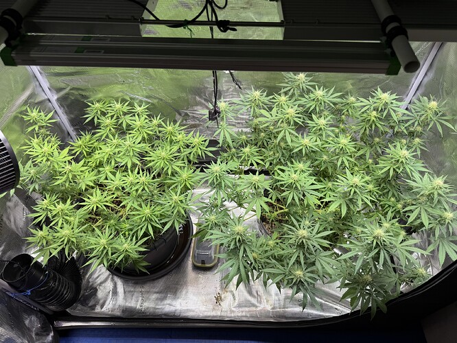 Growreport Bild 33
