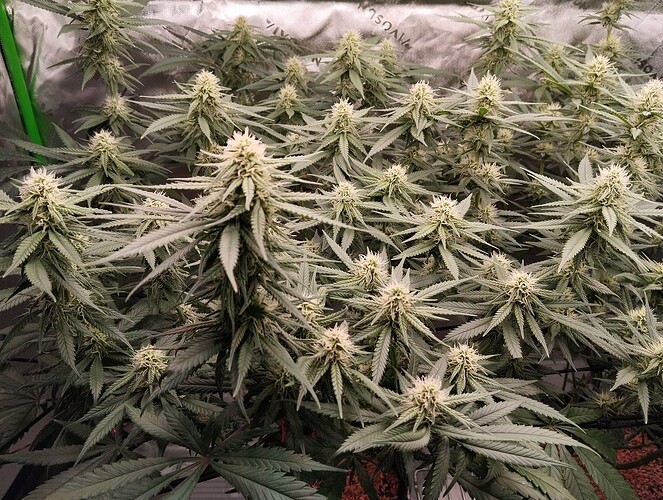 Growreport Bild 12