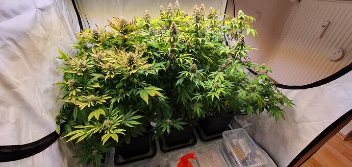 Growreport Bild 1