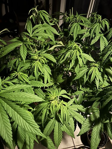 Growreport Bild 30