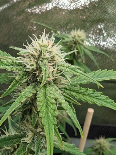 Growreport Bild 3