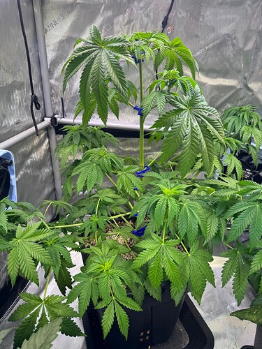 Growreport Bild 24