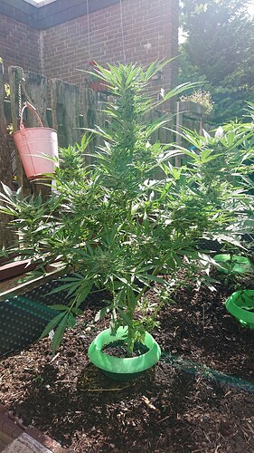 Growreport Bild 58