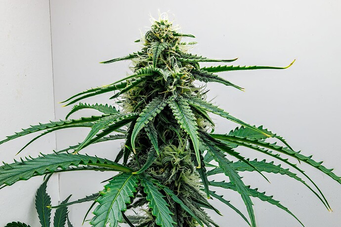 Growreport Bild 3