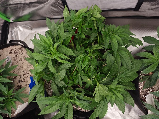 Growreport Bild 18