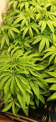 Growreport Bild 5