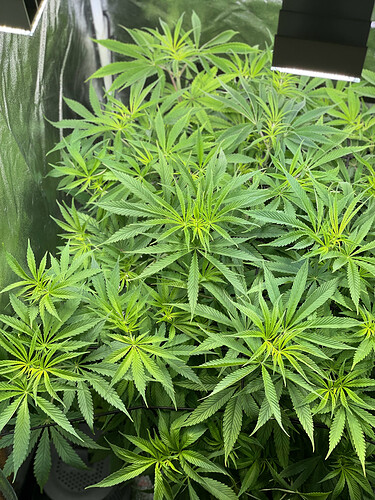Growreport Bild 15