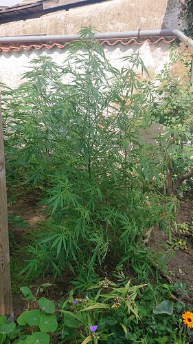 Growreport Bild 27