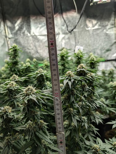 Growreport Bild 10