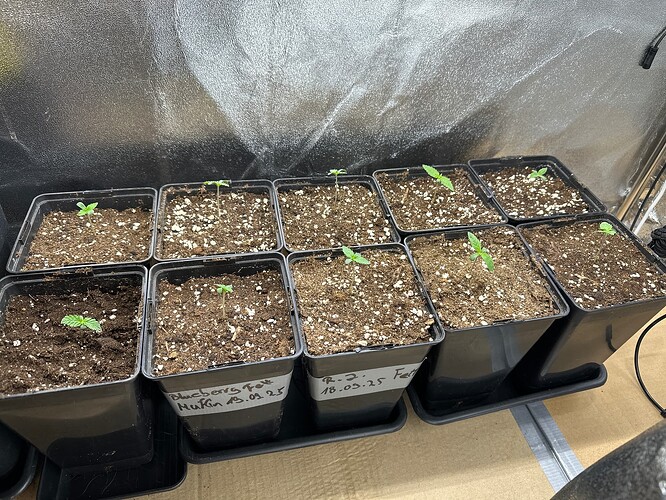 Growreport Bild 62