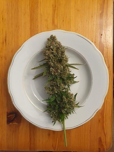 Growreport Bild 24