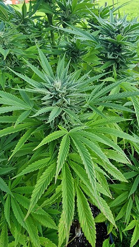 Growreport Bild 15