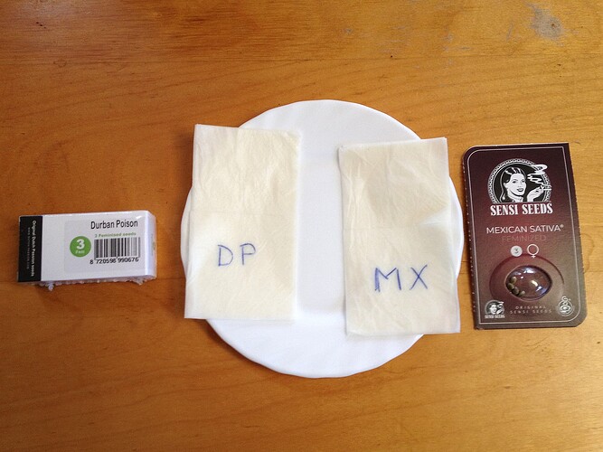 250322_MX_DP_angesetzt_3