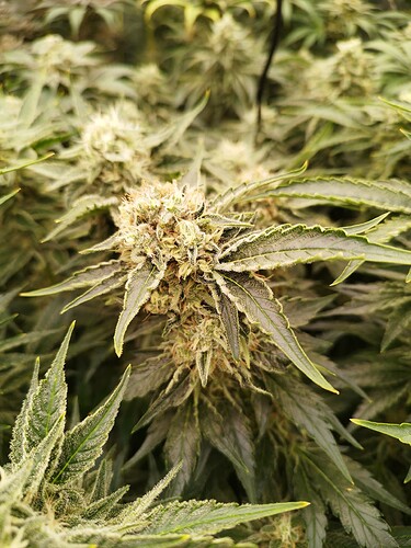 Growreport Bild 5