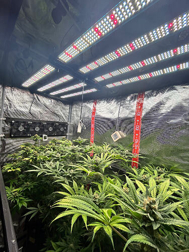 Cannabis-Pflanzen in einem Growzelt unter LED-Beleuchtung in der Blütephase.
