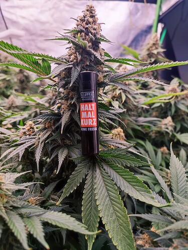Growreport Bild 19