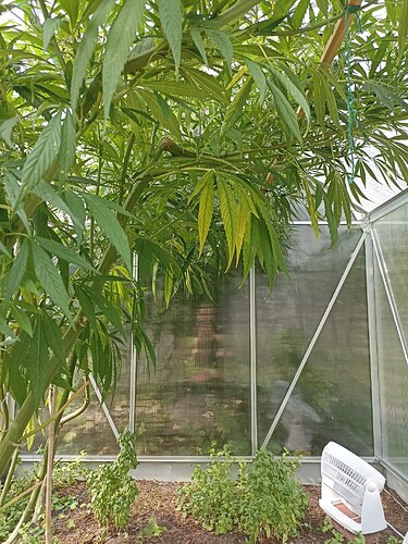 WhatsApp Bild 2024-09-03 um 14.26.10_a2965a1c