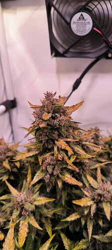 Growreport Bild 25