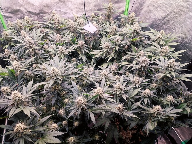 Growreport Bild 29
